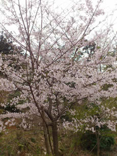 現地の山桜